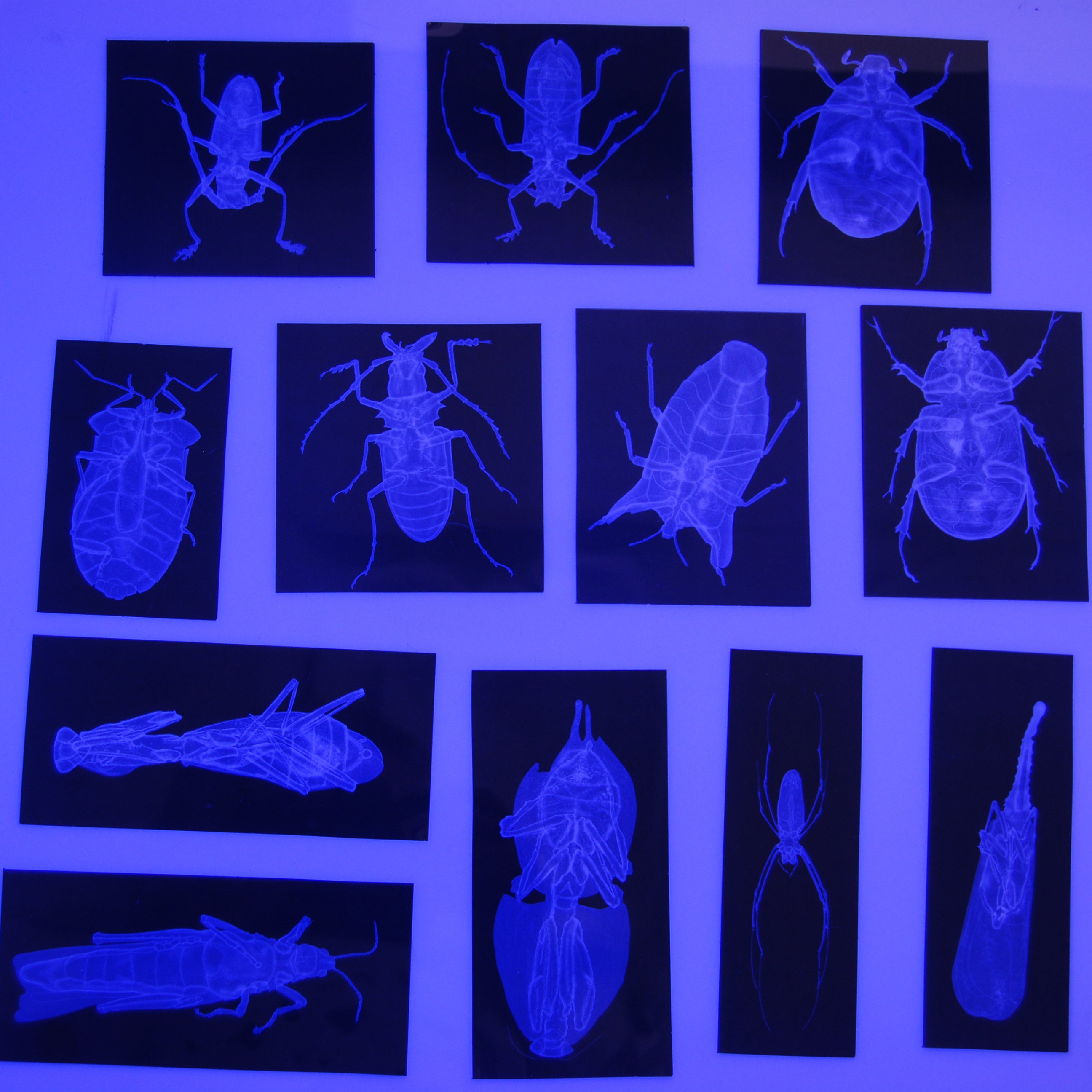 Insect X-rays