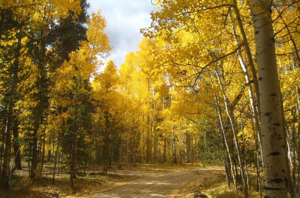 colorado-fall-foliage2