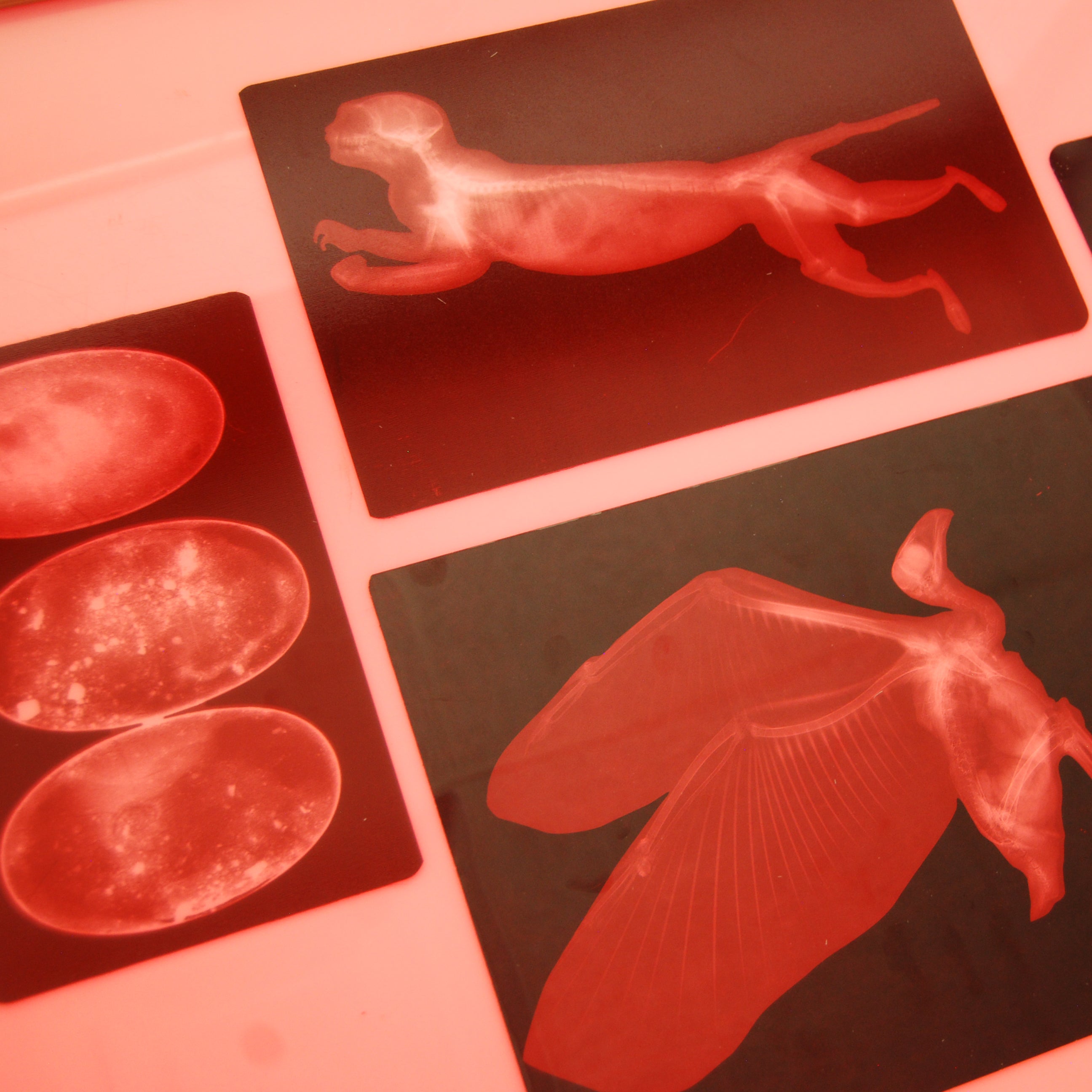 Translucent animal X-ray cards of a mammal, bird, and eggs glowing red on a light lab surface.