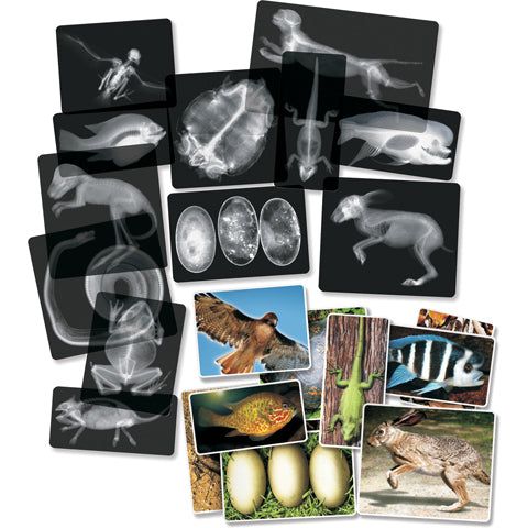 Educational set of 14 black-and-white animal X-ray transparencies paired with matching color photo cards of various species.