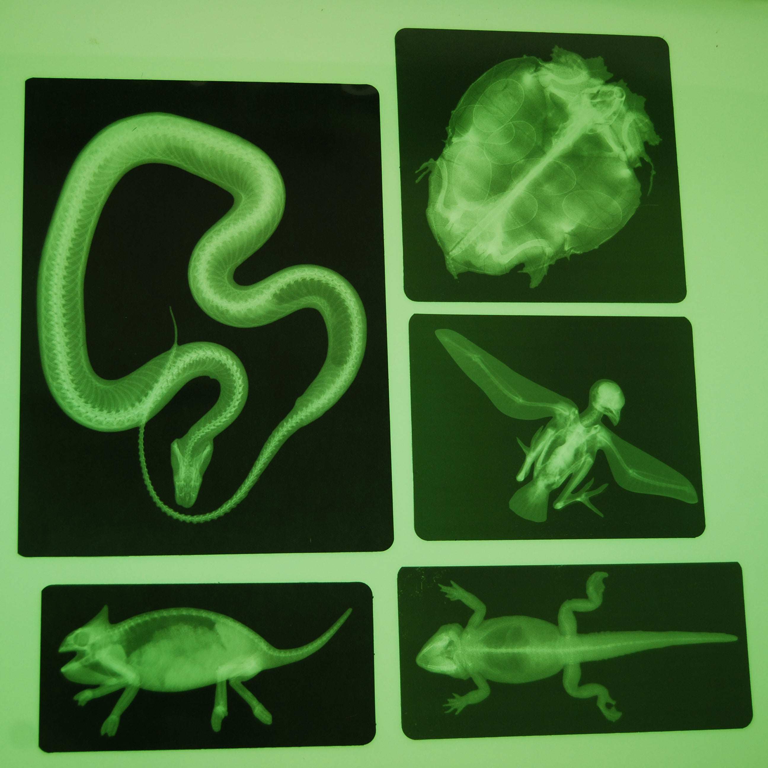 Five black rectangular cards featuring glowing green X-ray images of a snake, turtle, bird, chameleon, and lizard.