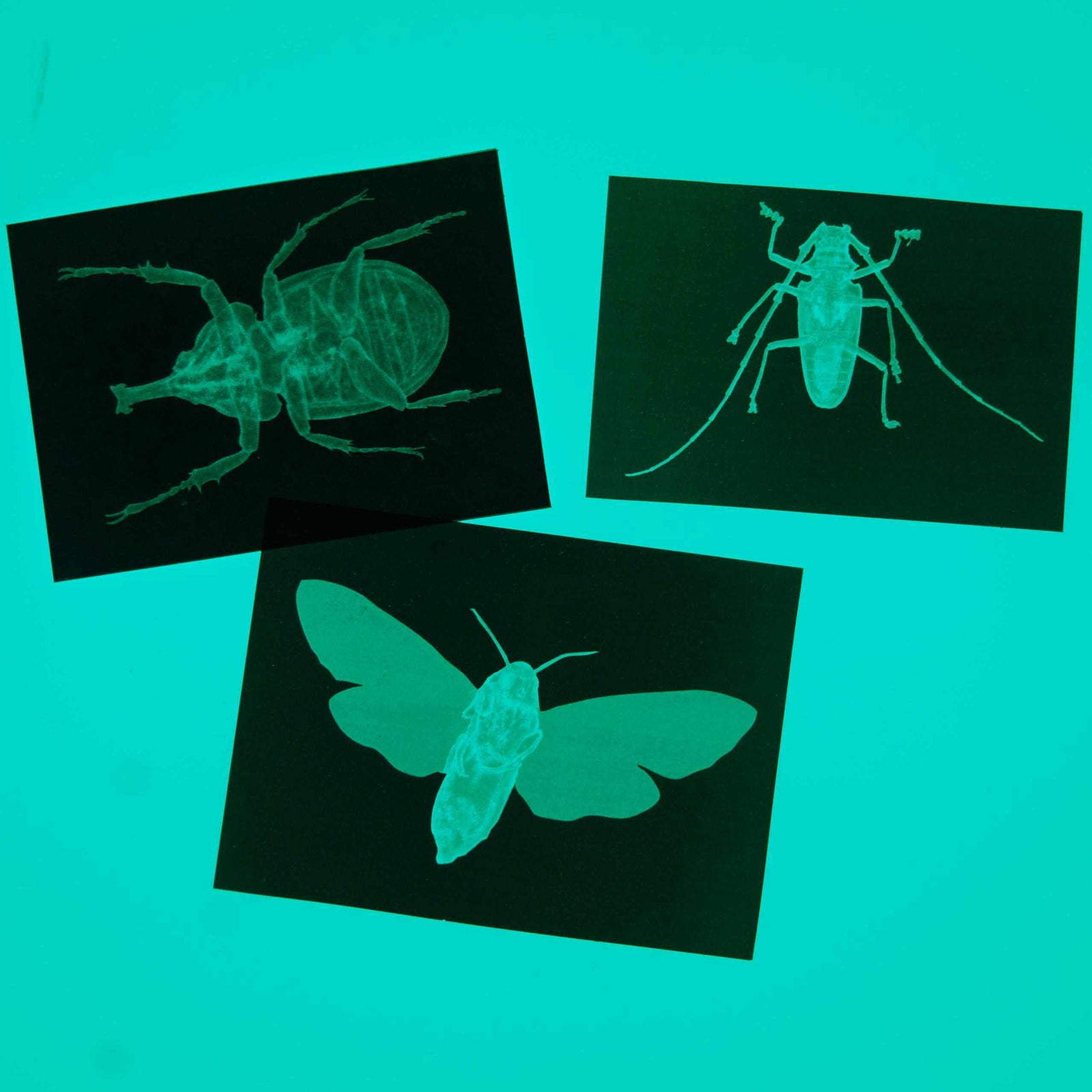 Insect X Rays For Science Learning Kodo Kids