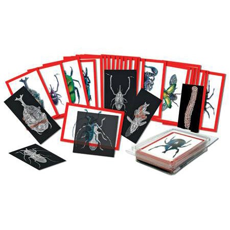 Insect X-ray and matching card set featuring 36 detailed bug specimens and skeletal anatomy cards in a clear storage tray.