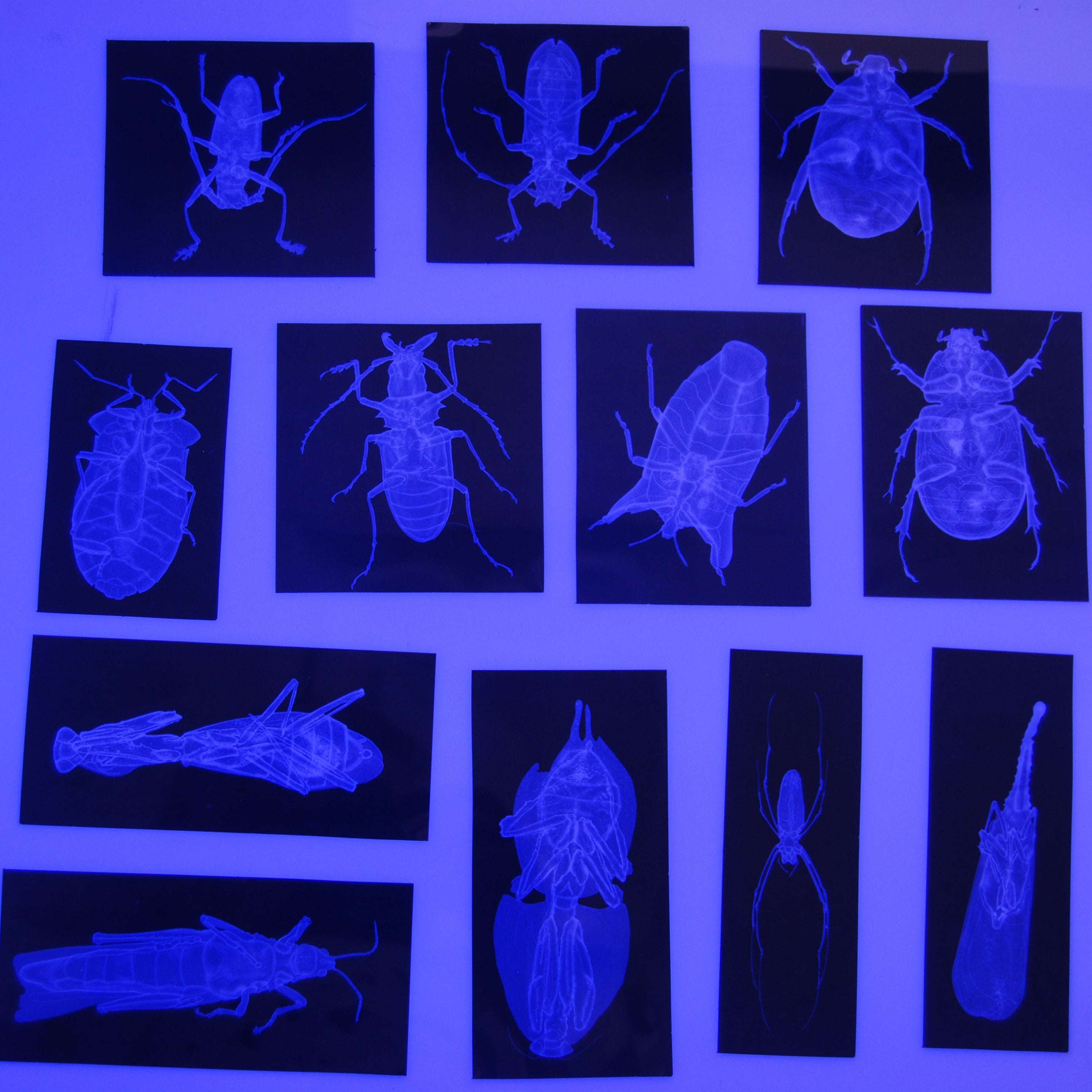 Blue X-ray insect transparencies displayed on a light table, showing skeletal structures of various bugs.