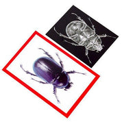 A purple beetle picture card with a red border paired with a black-and-white insect X-ray transparency.