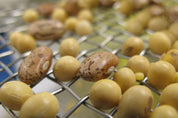 Close-up of dried beans and soy seeds resting on a silver metal wire mesh sorting screen.
