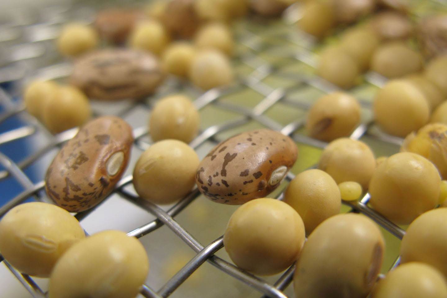 Close-up of dried beans and soy seeds resting on a silver metal wire mesh sorting screen.