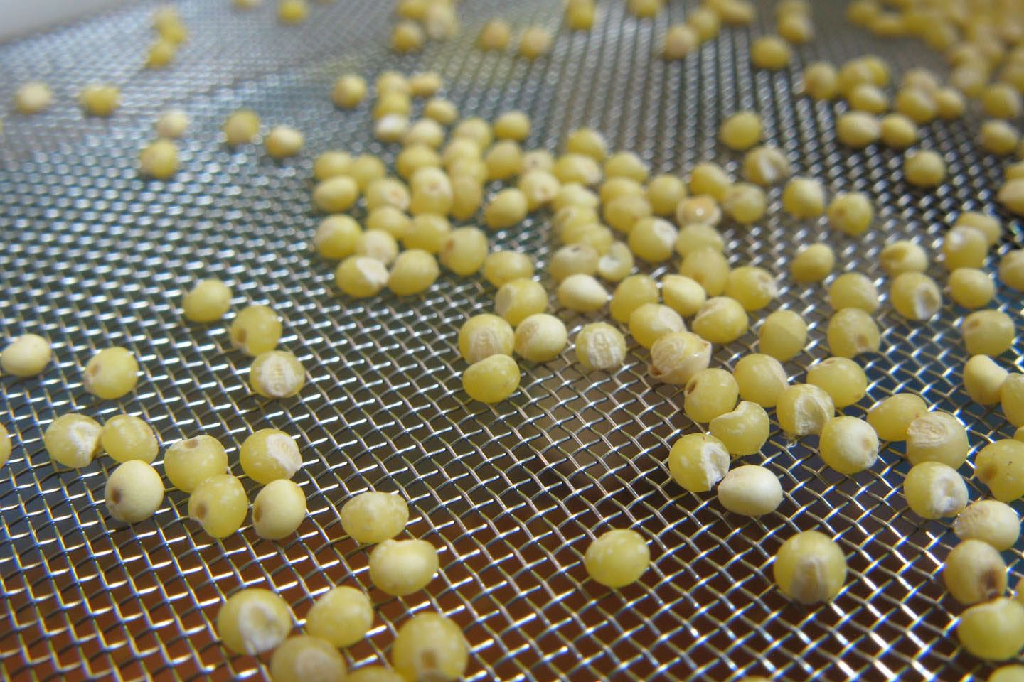 Small yellow sensory beads resting on a fine-mesh metal sorting screen for classroom science exploration.