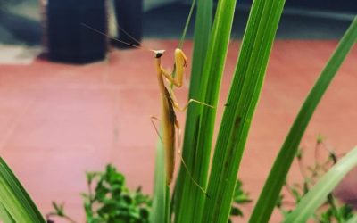 Love for the Praying Mantis – A Life Science Experiment
