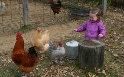Raising Chickens Around Children: What’s the Real Risk?